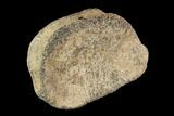 Hadrosaur Toe Bone - Alberta (Disposition #-) #95135-1